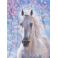Malowanie po numerach z farbami 30x40cm Koń biały